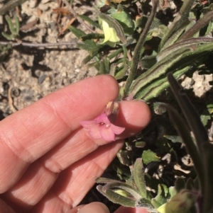 Billardiera scandens at Rendezvous Creek, ACT - 17 Dec 2022