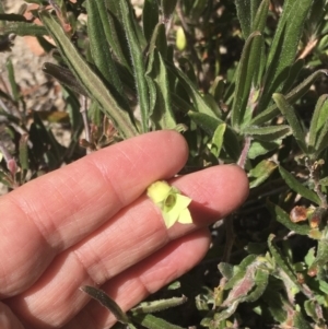 Billardiera scandens at Rendezvous Creek, ACT - 17 Dec 2022 09:40 AM