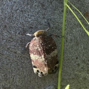 Platybrachys decemmacula at Fisher, ACT - 4 Dec 2022 10:23 AM