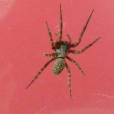 Badumna sp. (genus) (Lattice-web spider) at Flea Bog Flat to Emu Creek Corridor - 17 Dec 2022 by jgiacon