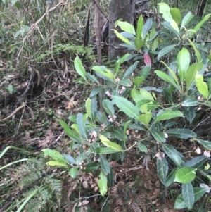 Elaeocarpus reticulatus at Lilli Pilli, NSW - 28 Nov 2022 12:26 PM