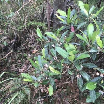 Elaeocarpus reticulatus (Blueberry Ash, Fairy Petticoats) at Lilli Pilli, NSW - 28 Nov 2022 by Tapirlord