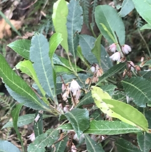 Elaeocarpus reticulatus at Lilli Pilli, NSW - 28 Nov 2022
