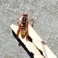 Polistes (Polistella) humilis (Common Paper Wasp) at Kambah, ACT - 17 Dec 2022 by GirtsO