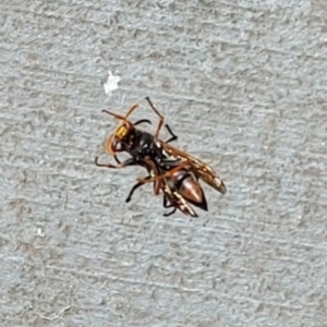 Polistes (Polistella) humilis at Kambah, ACT - 17 Dec 2022