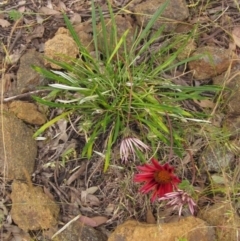 Gazania sp. (A Gazania) at The Pinnacle - 1 Dec 2022 by pinnaCLE