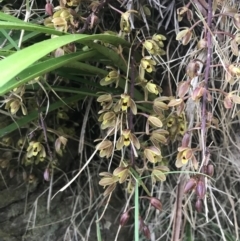 Cymbidium suave (Snake Orchid) at Broulee, NSW - 28 Nov 2022 by Tapirlord