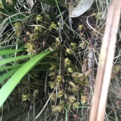 Cymbidium suave at Broulee, NSW - suppressed