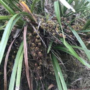 Cymbidium suave at Broulee, NSW - suppressed