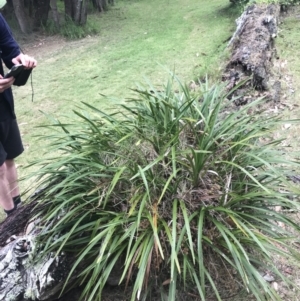 Cymbidium suave at Broulee, NSW - suppressed