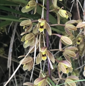 Cymbidium suave at Broulee, NSW - suppressed