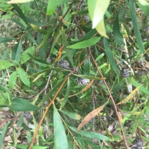 Hakea salicifolia at Lilli Pilli, NSW - 28 Nov 2022