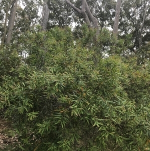 Hakea salicifolia at Lilli Pilli, NSW - 28 Nov 2022