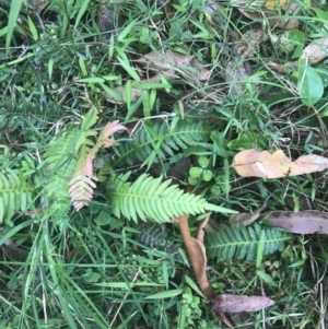 Blechnum neohollandicum at Lilli Pilli, NSW - 28 Nov 2022