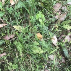 Blechnum neohollandicum at Lilli Pilli, NSW - 28 Nov 2022