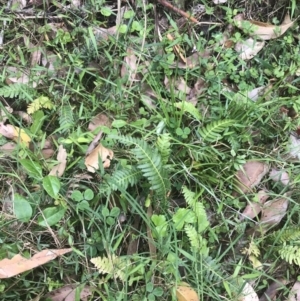 Blechnum neohollandicum at Lilli Pilli, NSW - 28 Nov 2022 12:27 PM