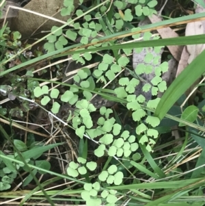 Adiantum aethiopicum at Lilli Pilli, NSW - 28 Nov 2022