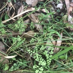 Adiantum aethiopicum at Lilli Pilli, NSW - 28 Nov 2022