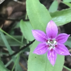 Schelhammera undulata (Lilac Lily) at Lilli Pilli, NSW - 28 Nov 2022 by Tapirlord