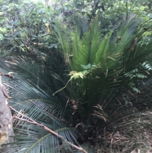 Macrozamia communis at Lilli Pilli, NSW - 28 Nov 2022