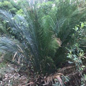 Macrozamia communis at Lilli Pilli, NSW - 28 Nov 2022