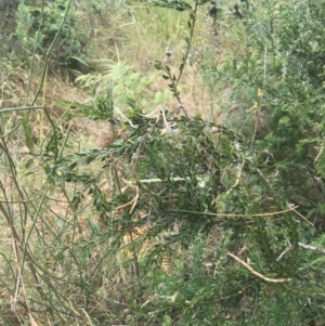 Acacia paradoxa at Malua Bay, NSW - 28 Nov 2022