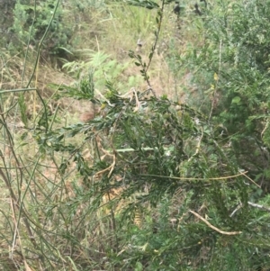 Acacia paradoxa at Malua Bay, NSW - 28 Nov 2022 12:24 PM
