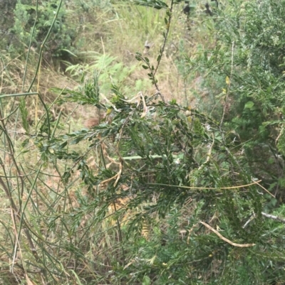 Acacia paradoxa (Kangaroo Thorn) at Malua Bay, NSW - 28 Nov 2022 by Tapirlord