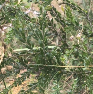 Acacia paradoxa at Malua Bay, NSW - 28 Nov 2022