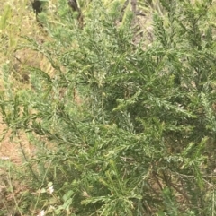 Acacia paradoxa at Malua Bay, NSW - 28 Nov 2022