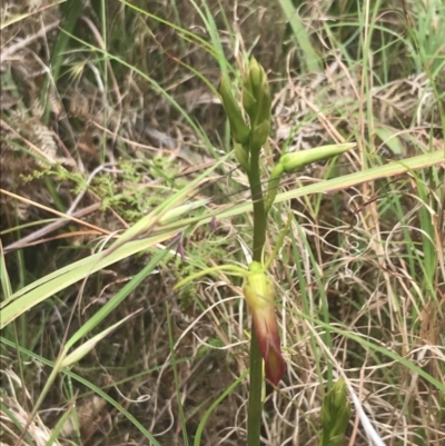 Cryptostylis subulata (Cow Orchid) at Lilli Pilli, NSW - 28 Nov 2022 by Tapirlord
