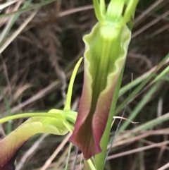 Cryptostylis subulata at Lilli Pilli, NSW - 28 Nov 2022