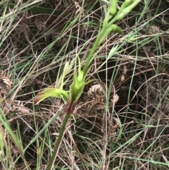 Cryptostylis subulata at Lilli Pilli, NSW - 28 Nov 2022