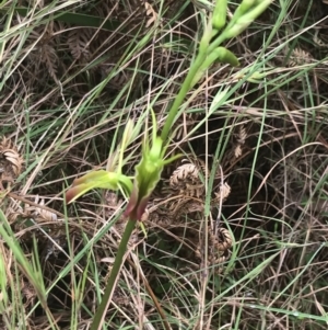 Cryptostylis subulata at Lilli Pilli, NSW - 28 Nov 2022