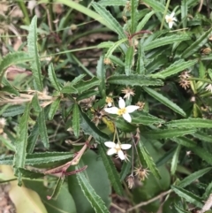 Olearia erubescens (Silky Daisybush) at Surfside, NSW - 28 Nov 2022 by Tapirlord