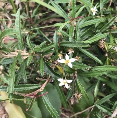 Olearia erubescens (Silky Daisybush) at Surfside, NSW - 28 Nov 2022 by Tapirlord