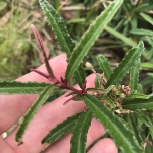 Olearia erubescens at Surfside, NSW - 28 Nov 2022 11:44 AM