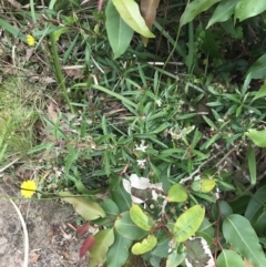 Olearia erubescens at Surfside, NSW - 28 Nov 2022 11:44 AM