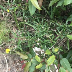 Olearia erubescens at Surfside, NSW - 28 Nov 2022 11:44 AM