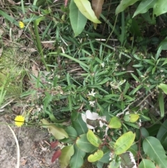 Olearia erubescens at Surfside, NSW - 28 Nov 2022 11:44 AM