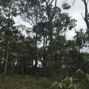 Corymbia maculata at Surfside, NSW - 28 Nov 2022