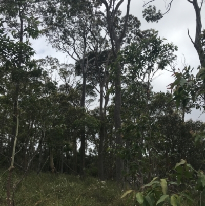 Corymbia maculata (Spotted Gum) at Surfside, NSW - 28 Nov 2022 by Tapirlord