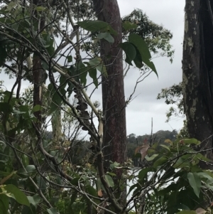 Corymbia maculata at Surfside, NSW - 28 Nov 2022