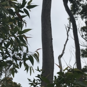 Corymbia maculata at Surfside, NSW - 28 Nov 2022 11:43 AM