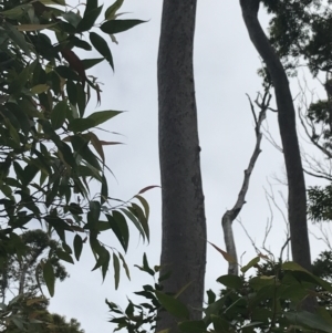 Corymbia maculata at Surfside, NSW - 28 Nov 2022