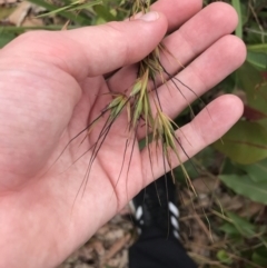 Themeda triandra (Kangaroo Grass) at Batemans Marine Park - 28 Nov 2022 by Tapirlord