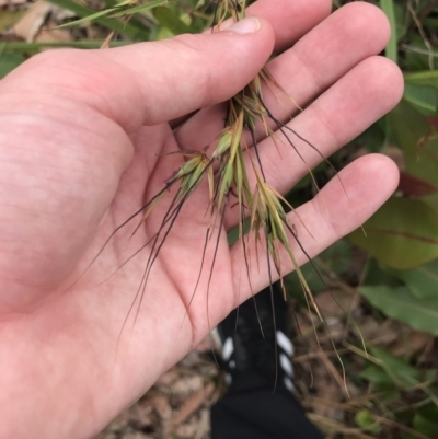 Themeda triandra (Kangaroo Grass) at Batemans Marine Park - 28 Nov 2022 by Tapirlord