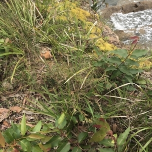 Themeda triandra at Batemans Bay, NSW - 28 Nov 2022