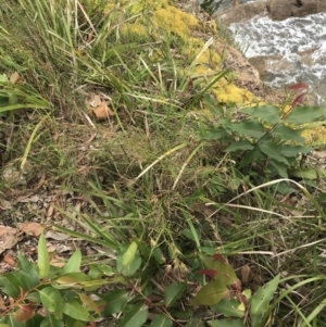 Themeda triandra at Batemans Bay, NSW - 28 Nov 2022 11:43 AM