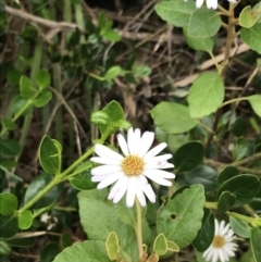 Olearia tomentosa (Toothed Daisy Bush) at Surfside, NSW - 28 Nov 2022 by Tapirlord